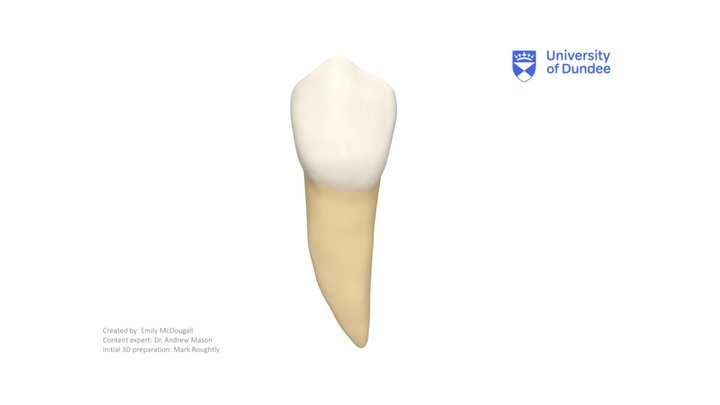 Mandibular First Premolar – Modello 3D gratuito STL