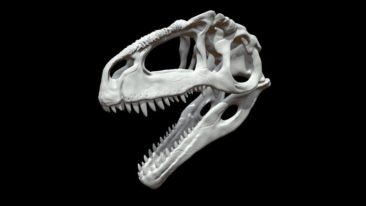 Giganotosaurus Carolini skull 3D Model