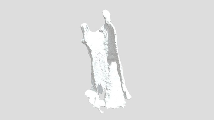 old Tree 3D Model