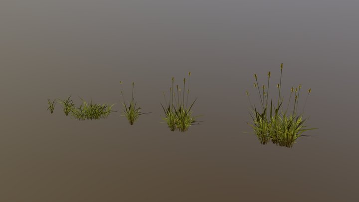 Grass etaria_viridis 3D Model