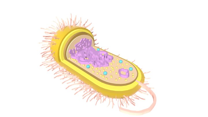 Bacterial Cell 3D Model