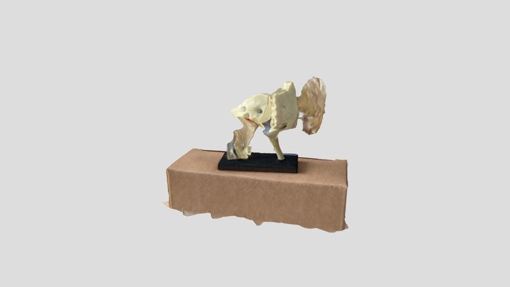 Ear 3D Model