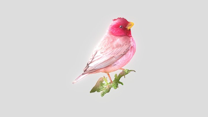 粉紅鳥 3D Model