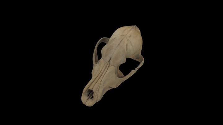 Dog cranium 3D Model