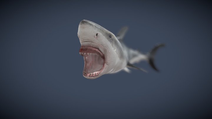 Great White Shark Attack Bite Animation Loop – Modelo 3D gratuito STL