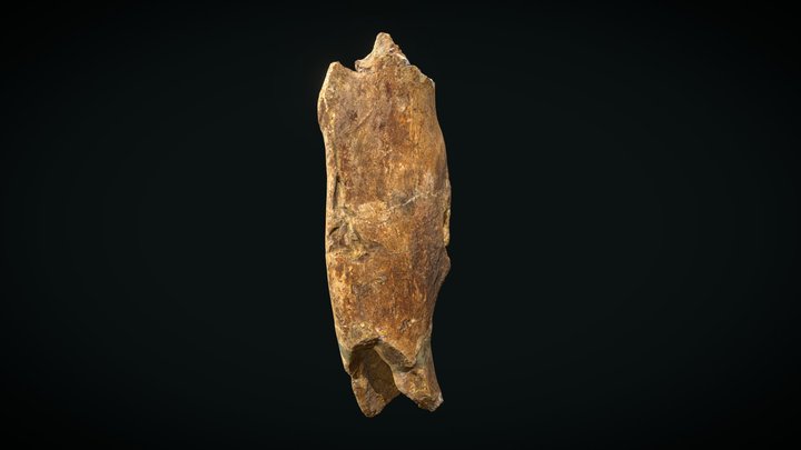 OPH2107 Theropod right femur 3D Model