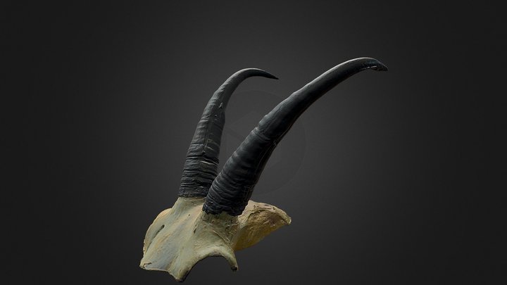 Goat Horns Female391 3D Model