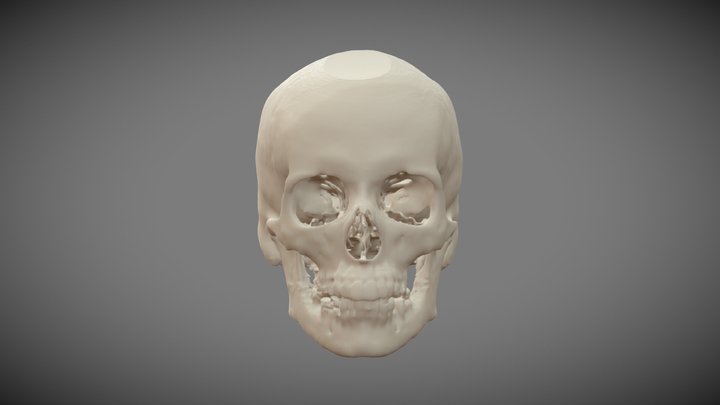Skull Female 55yo 3D Model