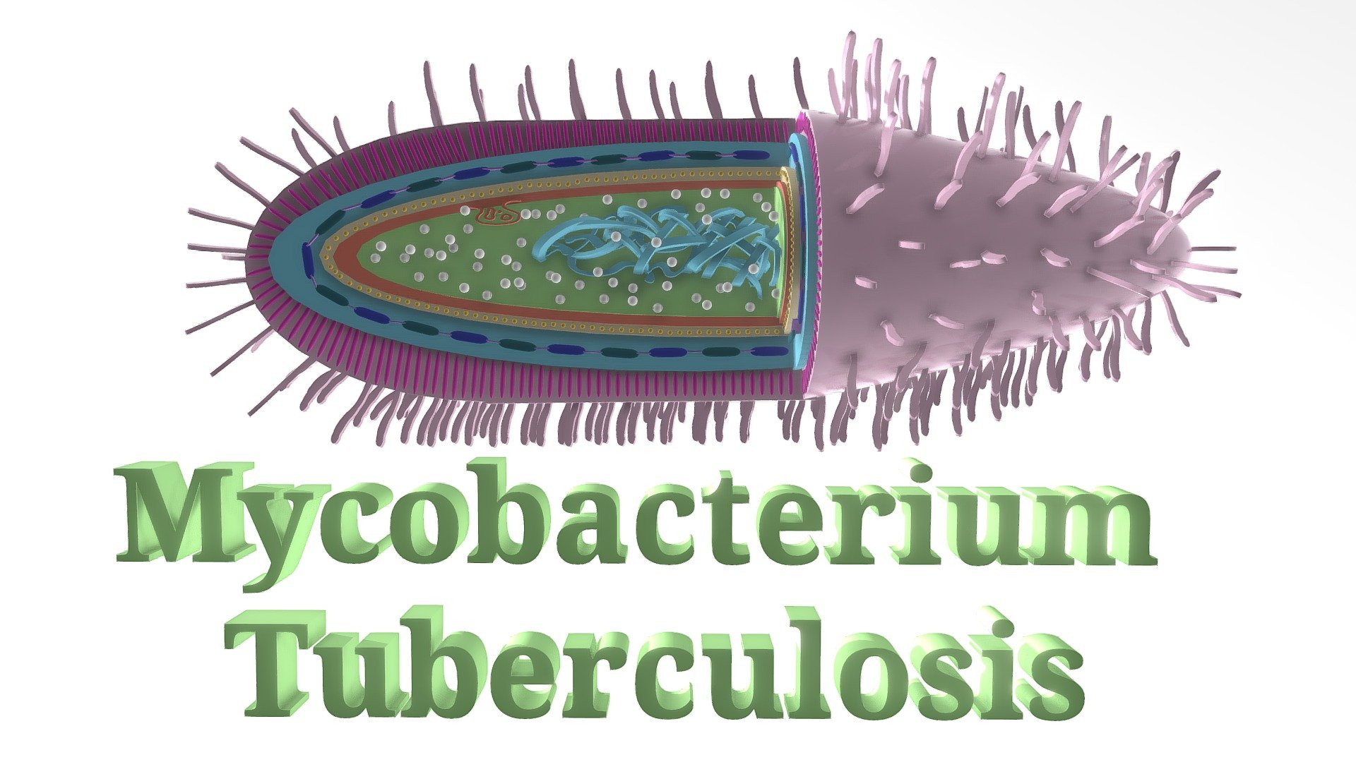 Mycobacterium Tuberculosis(1) - 3D model by Mycobacterium Tuberculosis ...