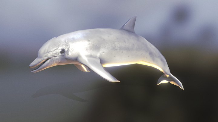 Lowpoly Dolphin 3d model with Swim Animation 3D Model
