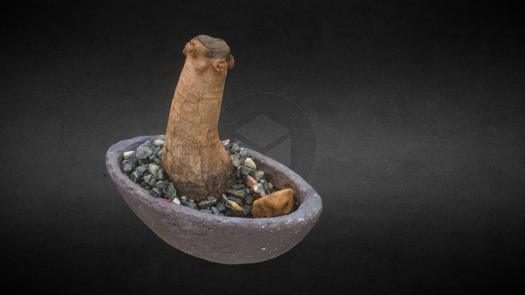 RAW Scan - Bonsai Tree