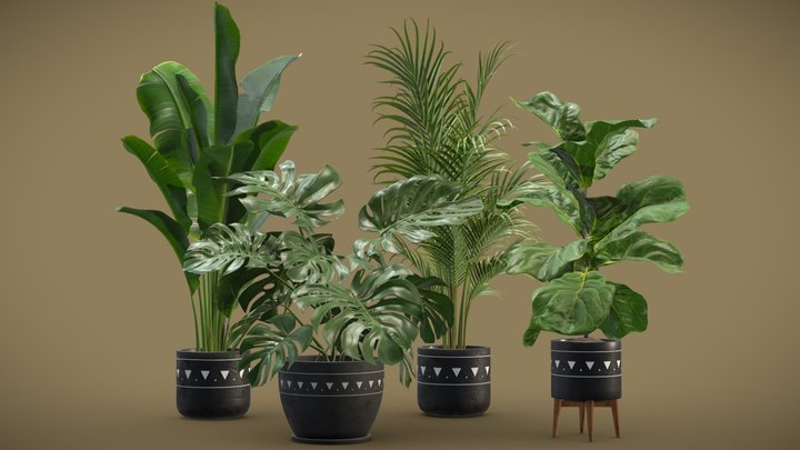 Indoor Plants Pack 17 3D Model