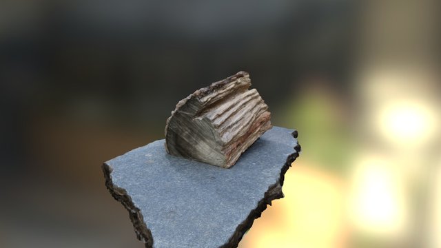 Tree log, 3D Model