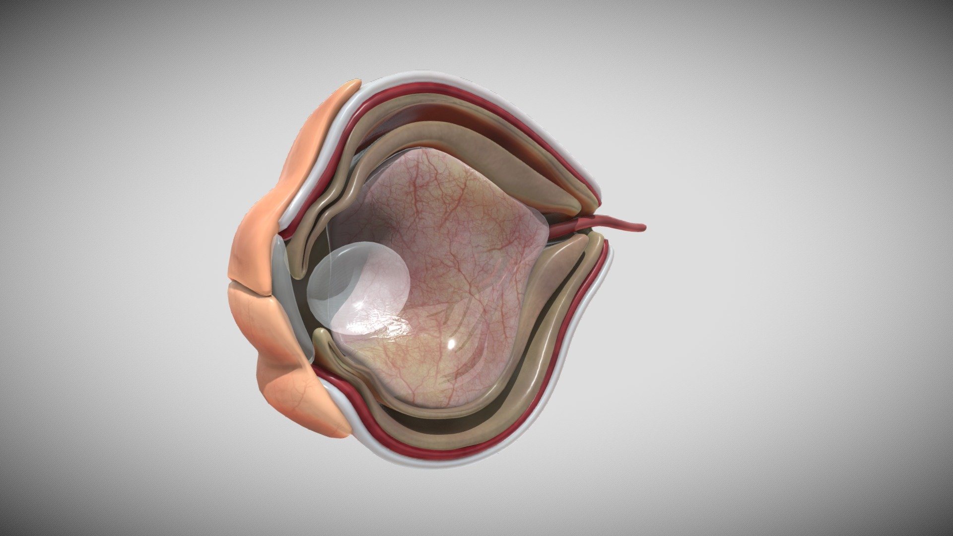 Fetal eye cross section week sixteen - Buy Royalty Free 3D model by ...