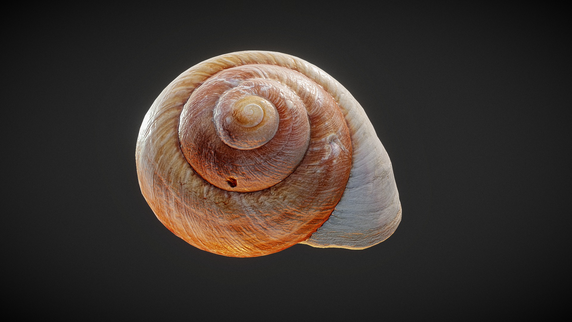 3D model Shell 03 - This is a 3D model of the Shell 03. The 3D model is about a spiraling spiral of light.