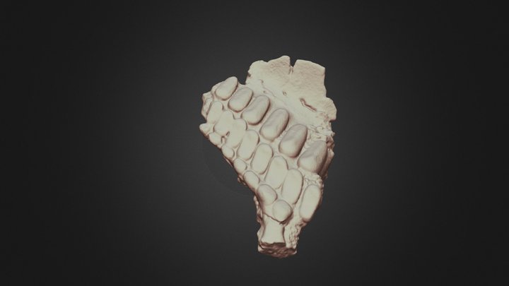 Coelodus sp. prearticular / alsó állkapocs 3D Model