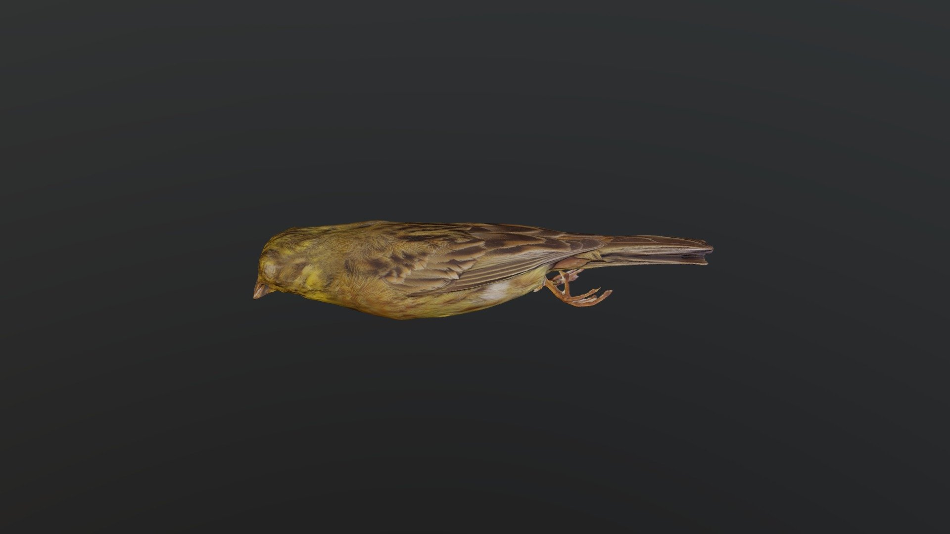 Yellowhammer - Emberiza citrinella citrinella