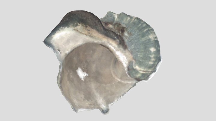 shell_inside – Free 3D Model STL