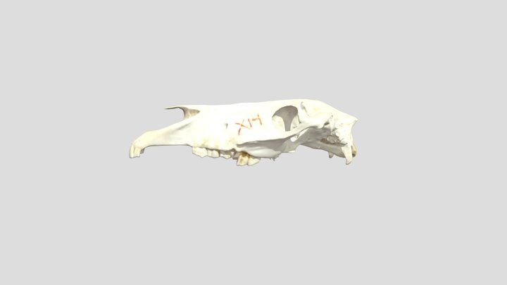 Horse Skull (VCU_3D_4982) – Modello 3D gratuito STL