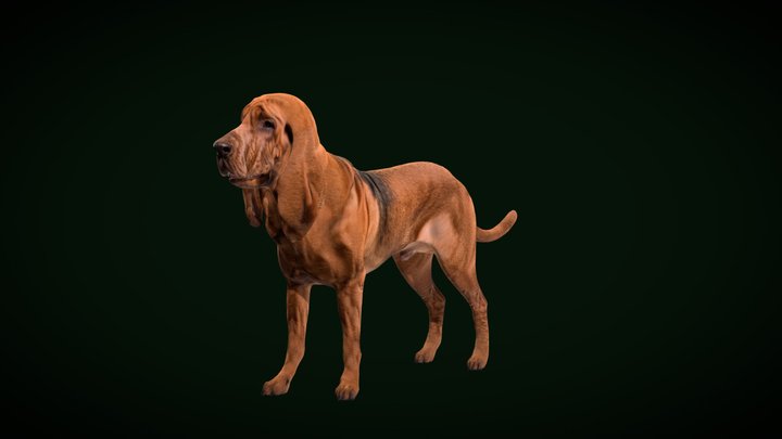 Bloodhound Dog Breed (GameReady) 3D Model