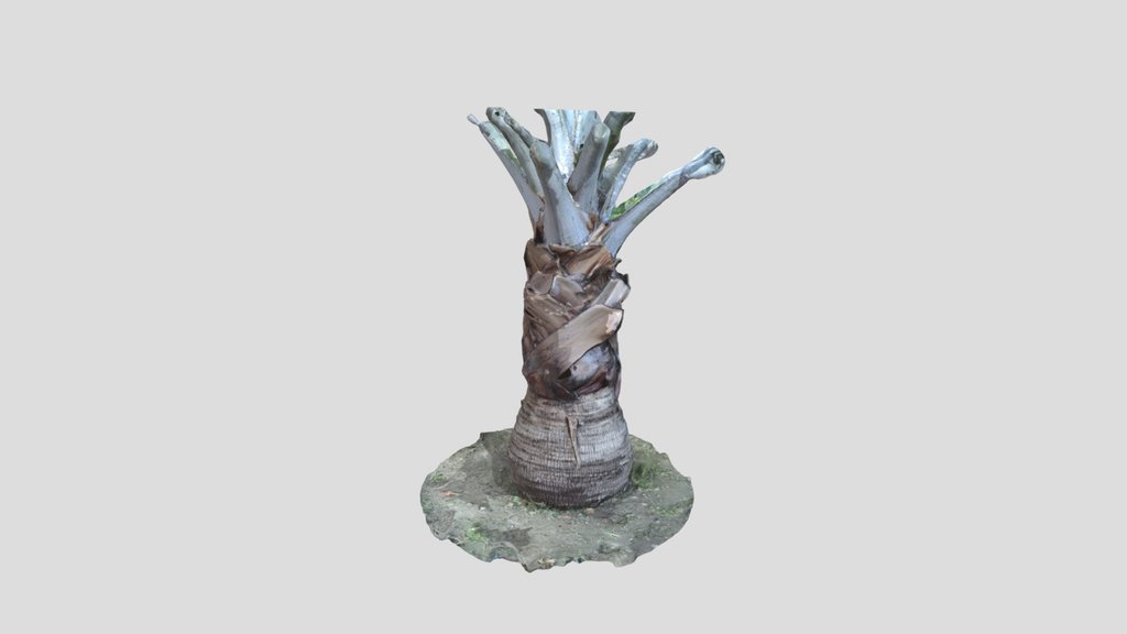 Bismark Palm