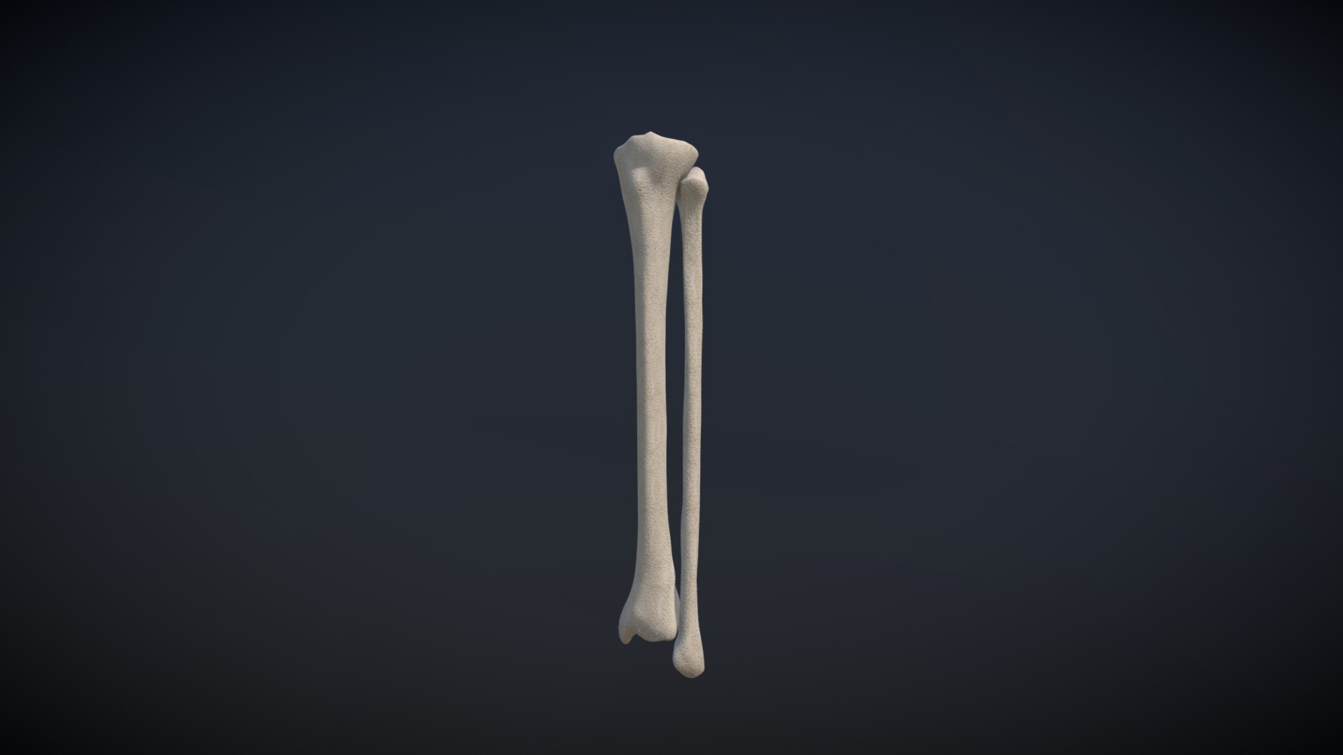 3D model Tibia and Fibula / Tibia Y Peroné - This is a 3D model of the Tibia and Fibula / Tibia Y Peroné. The 3D model is about a white bone on a black background.