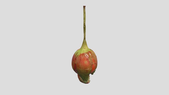 Mandrake fruit 3D Model