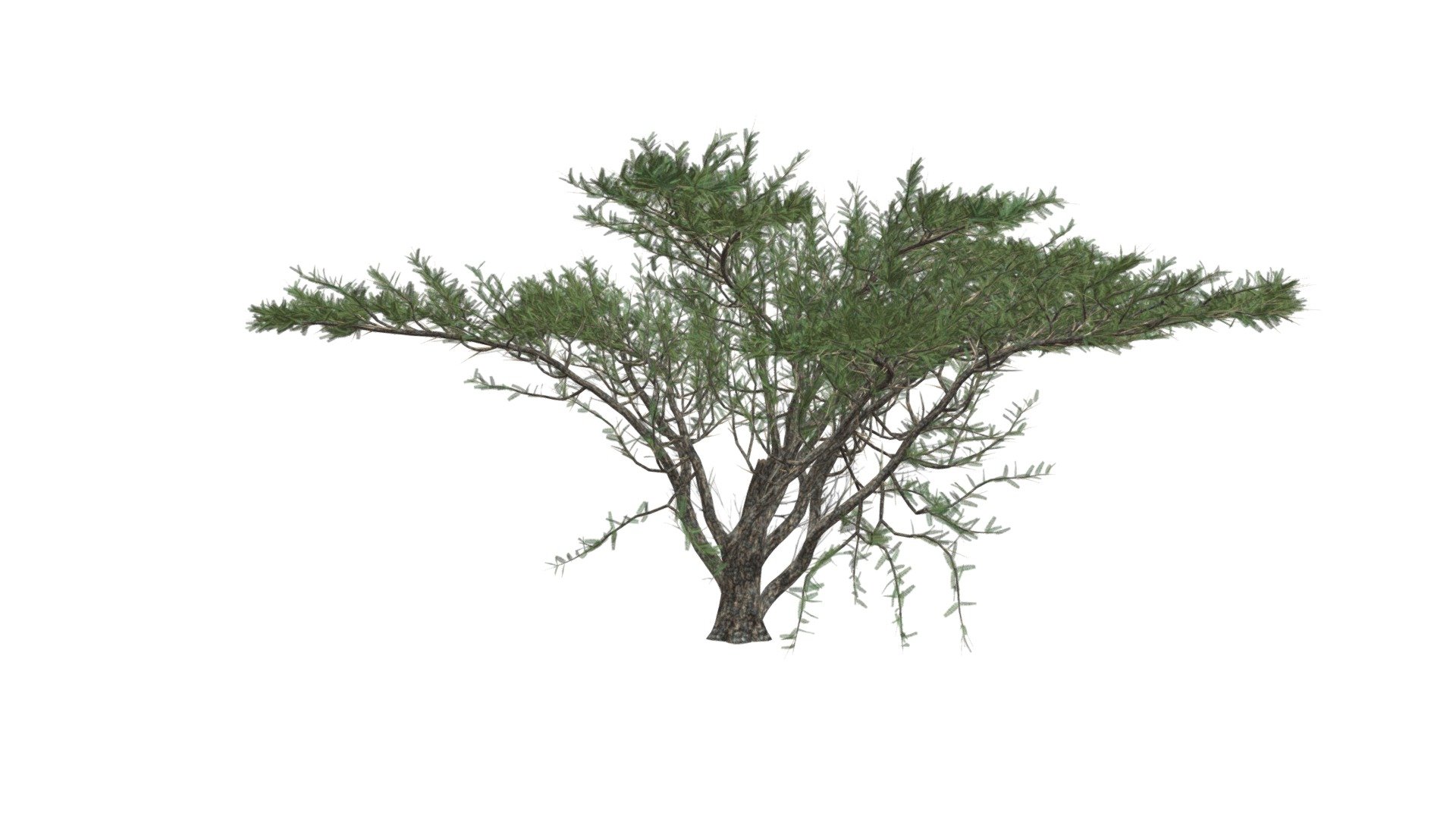 Umbrella Thorn Tree #05 - Buy Royalty Free 3D model by meshshape ...