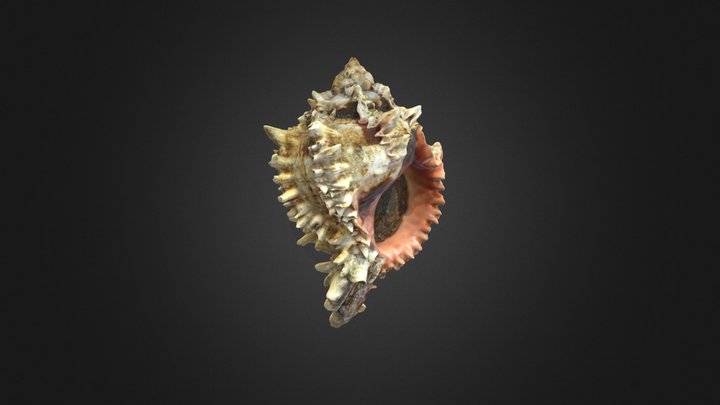 Phyllonotus regius 3D Model