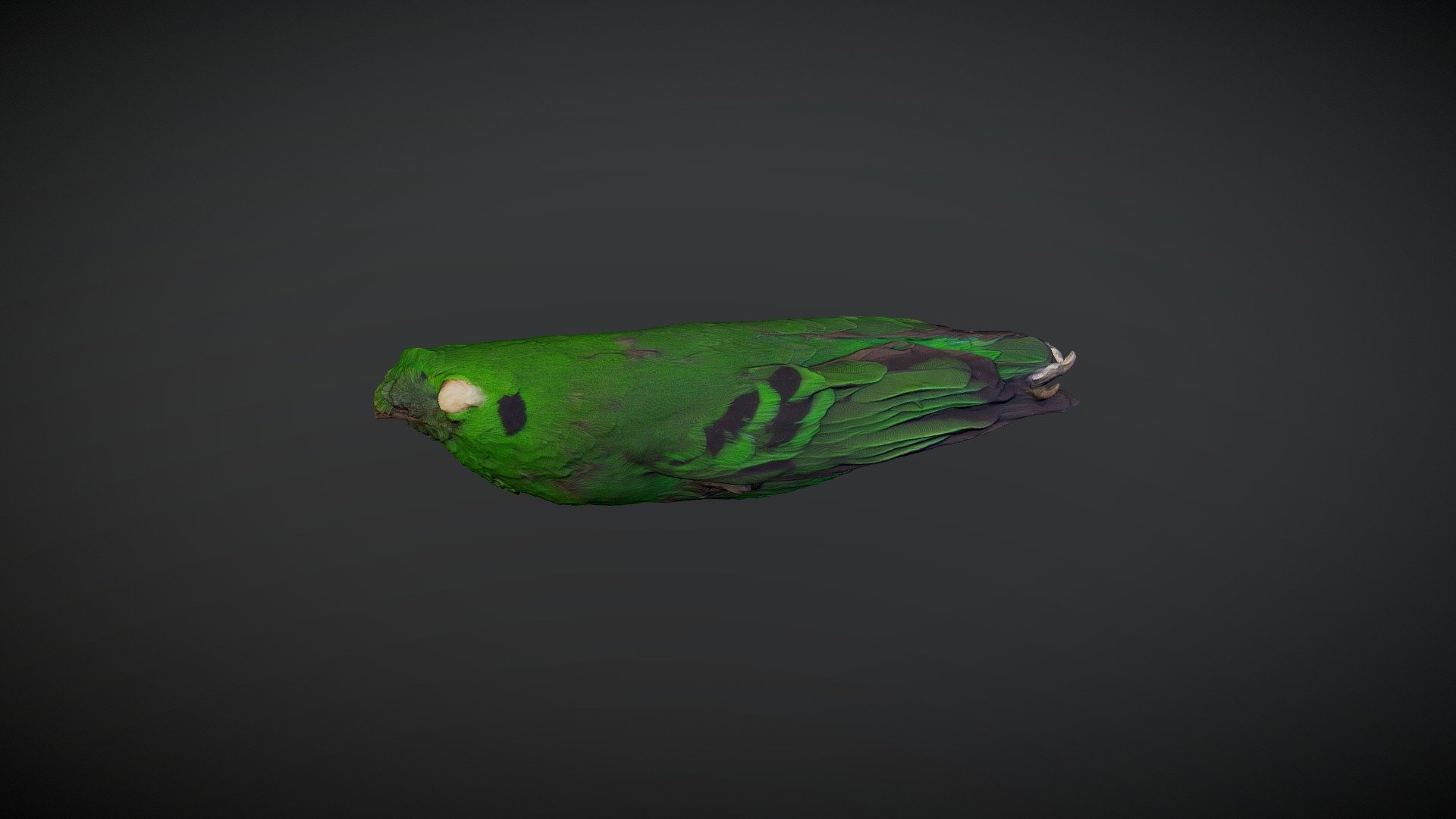Green Broadbill - Calyptomena viridis caudacuta