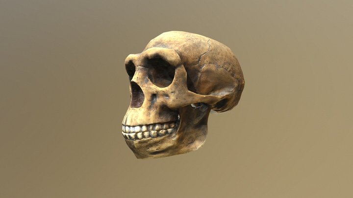 Homo Erectus scull's Low Poly 3D Model