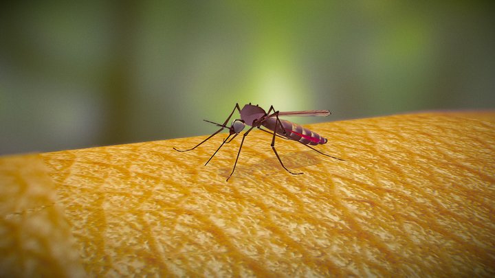Mosquito | Spreading Malaria 3D Model