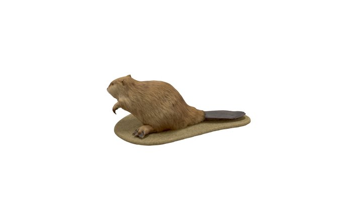 Beaver Taxidermy 3D Model