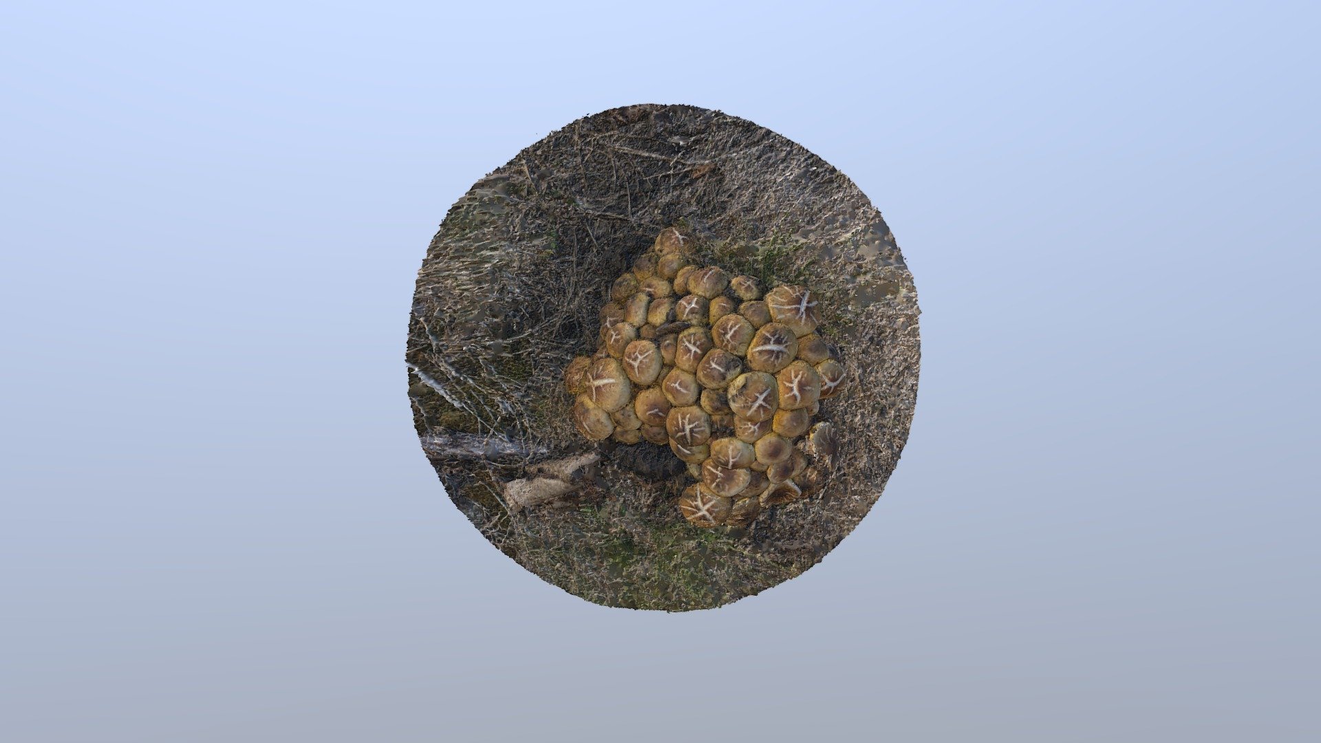 Armilaria on Oak Root
