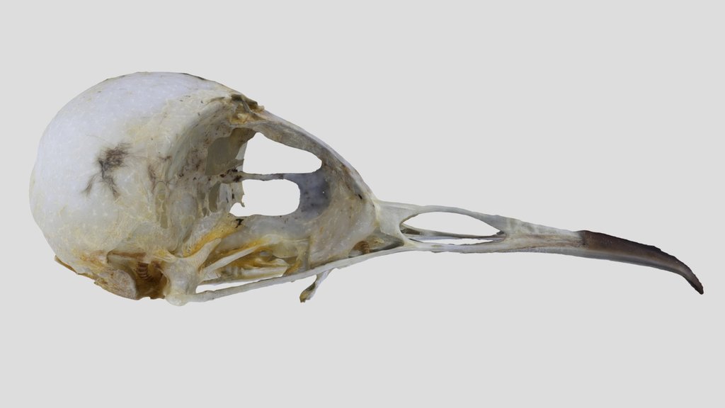 UWYMV:Bird:5960, Salpinctes obsoletus, Crania