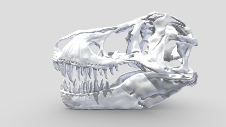 T rex skull 3D Model
