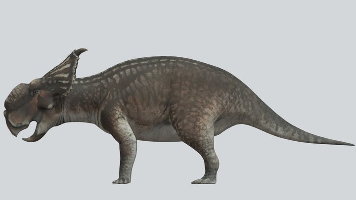 Accurate Pachyrhinosaurus canadensis – Free 3D Model STL
