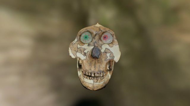 Australopithecus boisei 3D Model