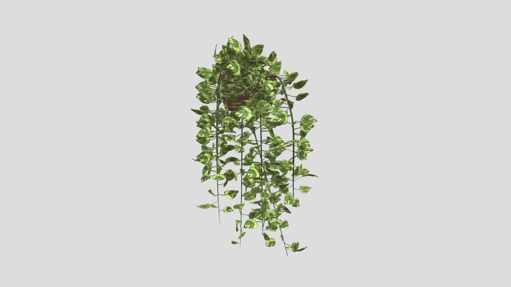 Golden Pothos Leaf