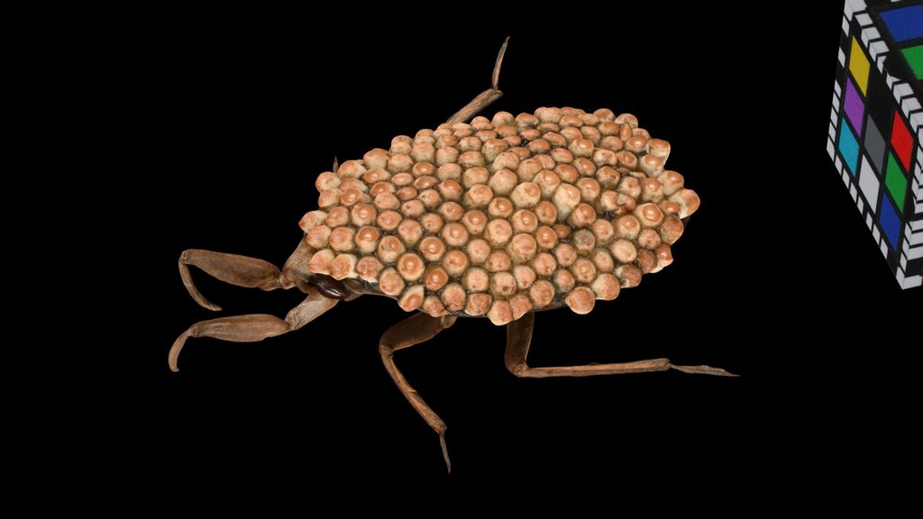 CC0 コオイムシ ♂ Japanese Giant Water Bug