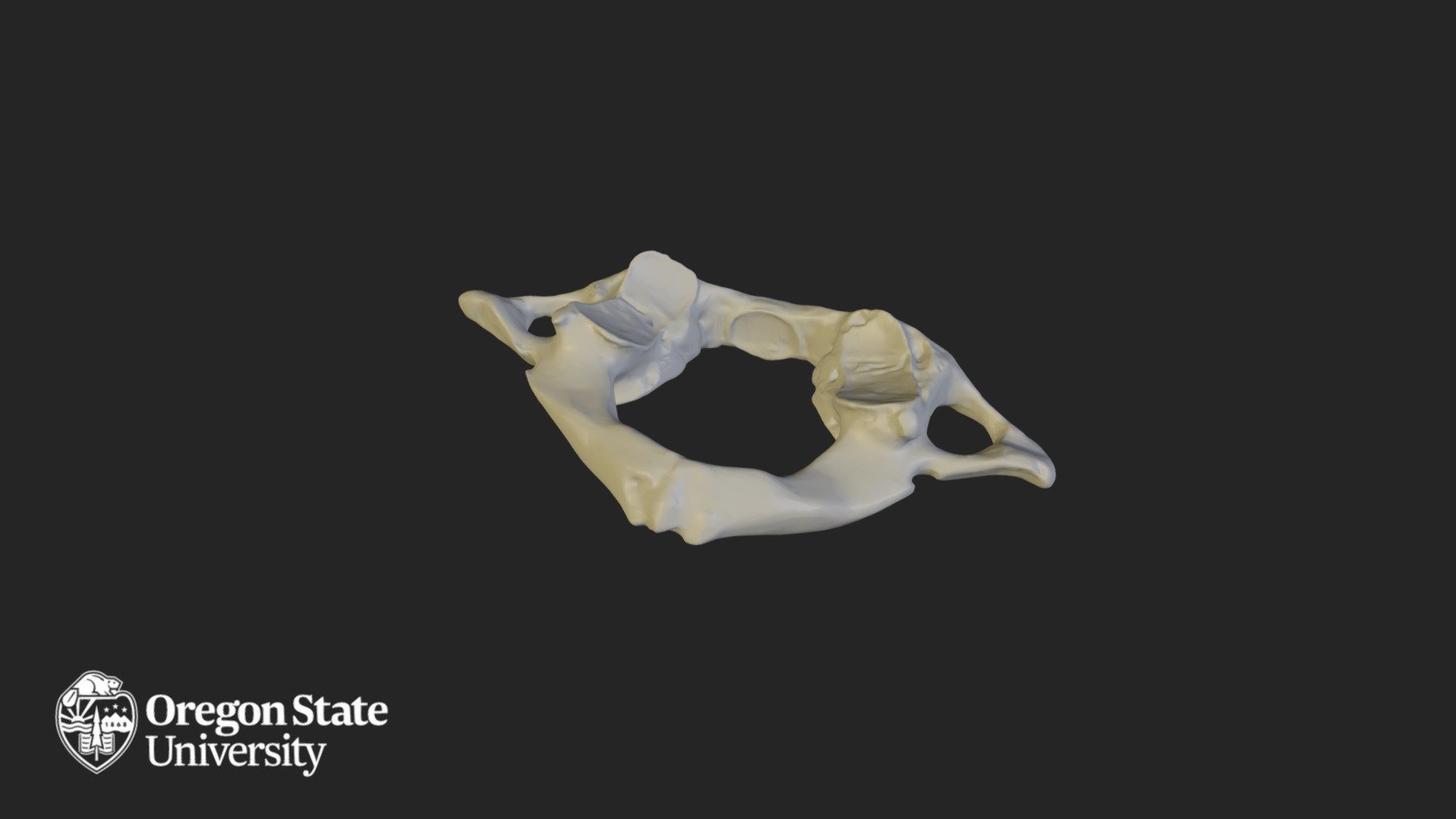 C1 - Atlas