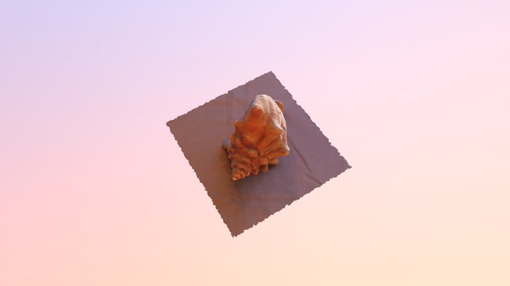 Shell 3D Model