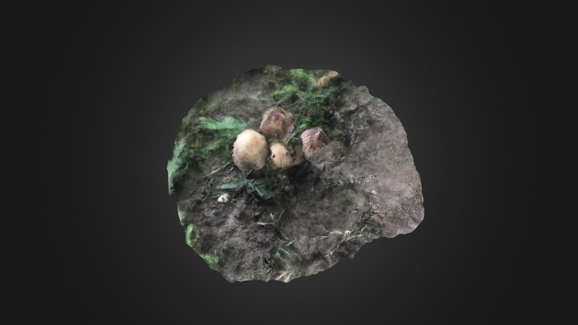 Mushroom