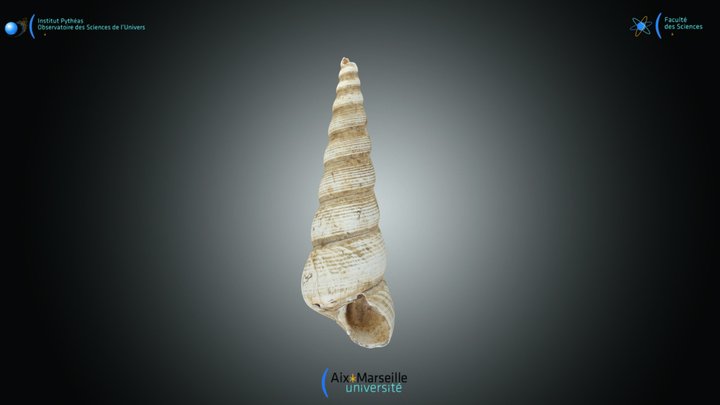 Gastéropode - Turritella 3D Model