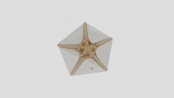 Estrela do Mar 3D Model