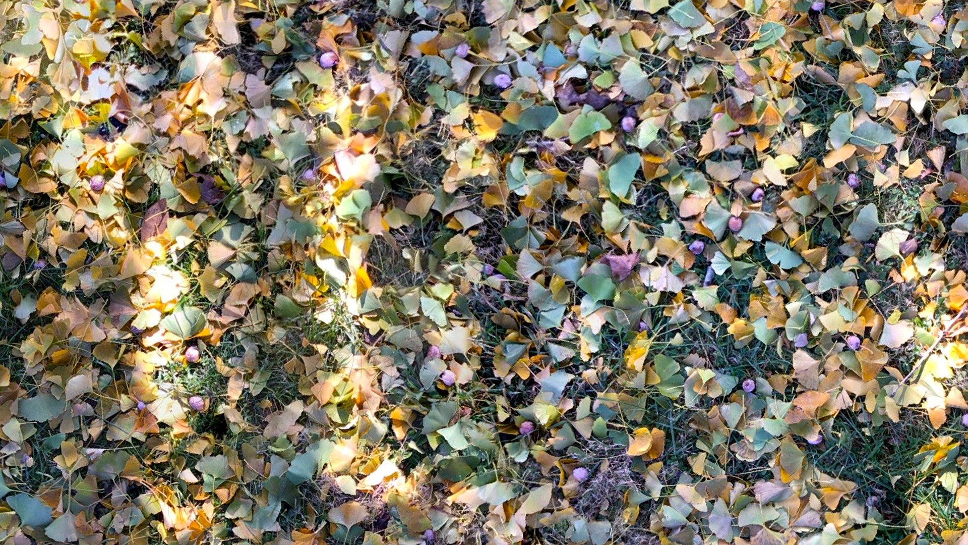 Gingko Leaves & Berries
