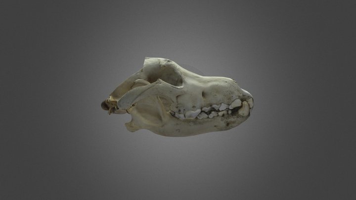 Grey wolf skull 3D Model