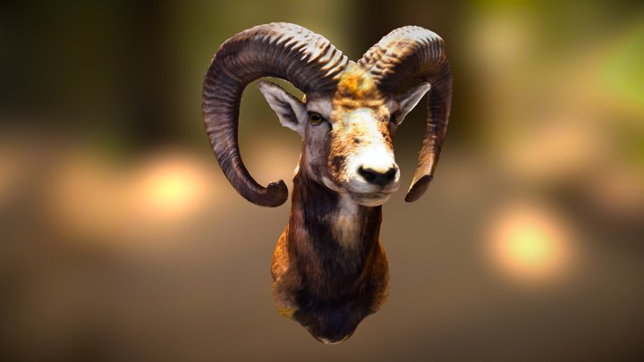 Mouflon | Scanned with Heges app on iPhone X 3D Model