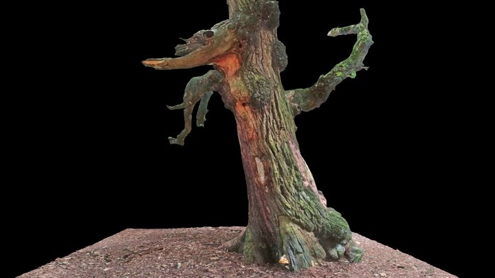 'Dragon Tree', Lickey Hills Park, Birmingham 3D Model