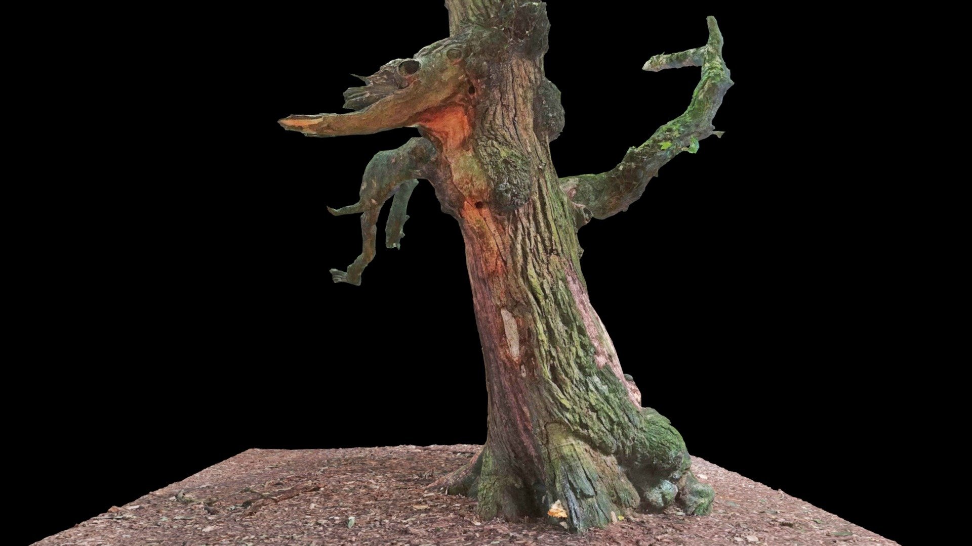'Dragon Tree', Lickey Hills Park, Birmingham